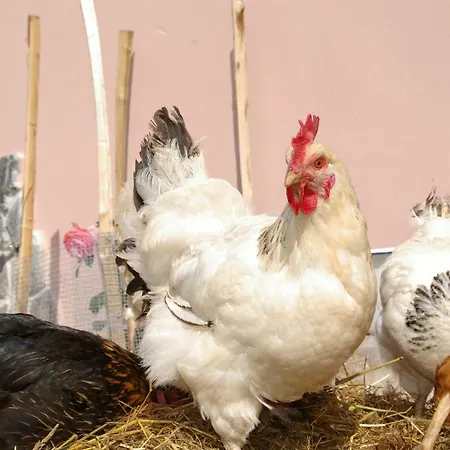 Farm stay Familienbauernhof Prediger
