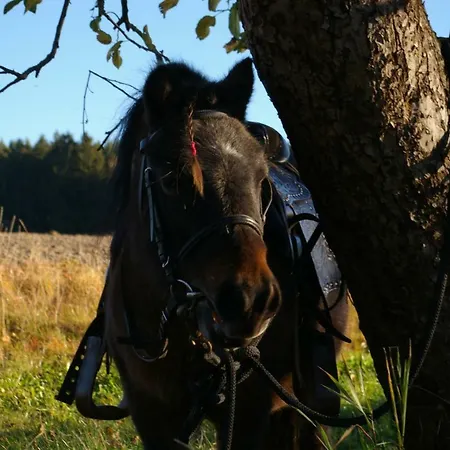 Familienbauernhof Prediger Farm stay